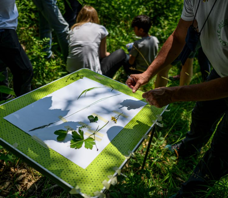 Bioblitz_Chiomonte_giugno 2023_1