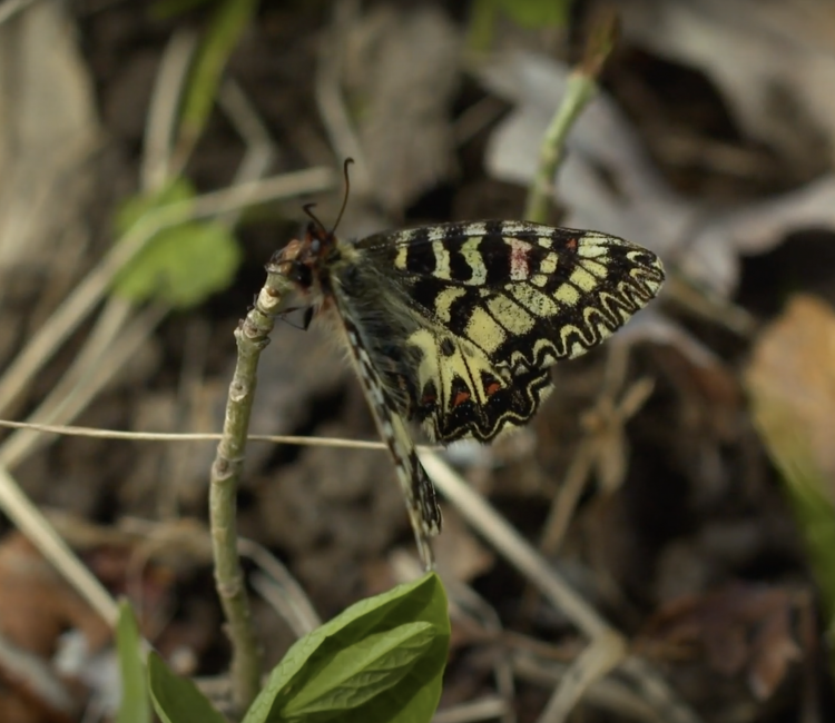 Corridoio ecologico per la farfalla Zerynthia