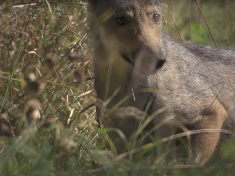 La protection du loup