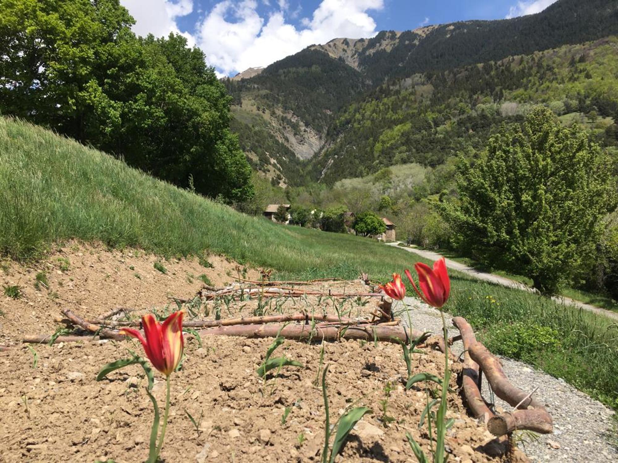 Inaugurazione di un orto botanico dei tulipani della Savoia a La Tour-en-Maurienne