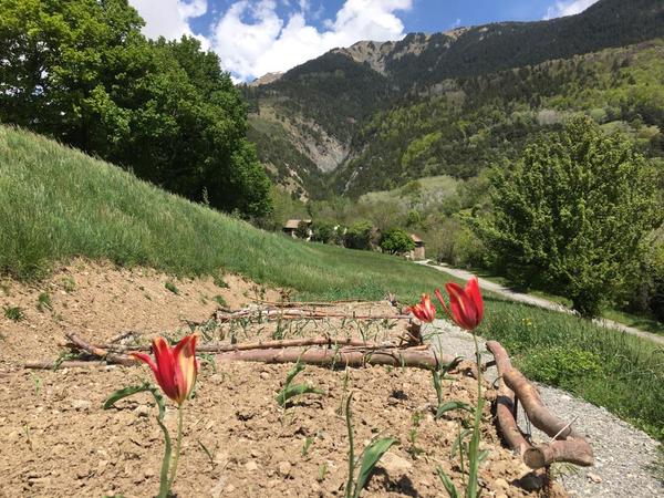 Inaugurazione di un orto botanico dei tulipani della Savoia a La Tour-en-Maurienne