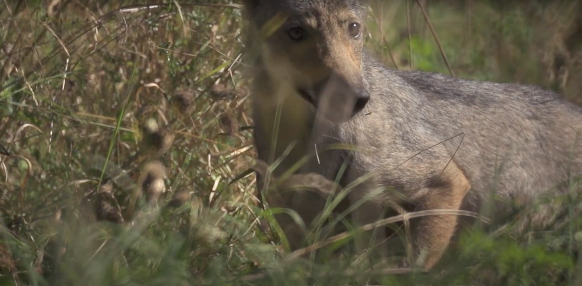 La protection du loup